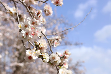 background of spring cherry blossoms tree. selective focus