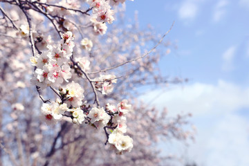 background of spring cherry blossoms tree. selective focus