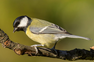 Fototapeta premium Great tit (Parus major) common garden bird close up, black yellow and white bird perching on the branch with blurry background