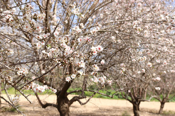Fototapeta premium background of spring cherry blossoms tree. selective focus