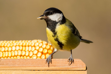 Obraz premium Great tit (Parus major) common garden bird at the bird feeder
