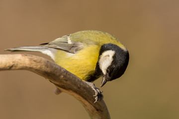 Obraz premium Great tit (Parus major) common garden bird close up, black yellow and white bird perching on the branch with blurry background