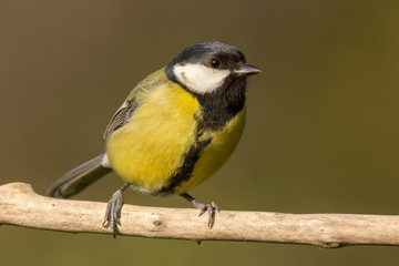 Great tit (Parus major) common garden bird close up, black yellow and white bird perching on the branch with blurry background