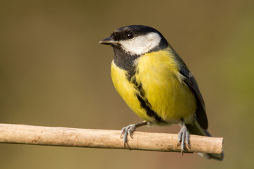 Great tit (Parus major) common garden bird close up, black yellow and white bird perching on the branch with blurry background