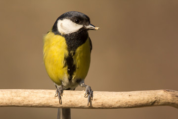 Obraz premium Great tit (Parus major) common garden bird close up, black yellow and white bird perching on the branch with blurry background