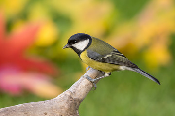 Fototapeta premium Great tit (Parus major) common garden bird close up, black yellow and white bird perching on the branch with warm autumn colors in blurry background