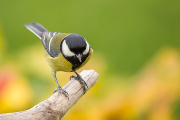 Great tit (Parus major) common garden bird close up, black yellow and white bird perching on the branch with warm autumn colors in blurry background