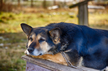 German Shepherd. A very sad dog is waiting for its owner. Lone watchdog on a chain. The concept of loneliness. Hachiko.