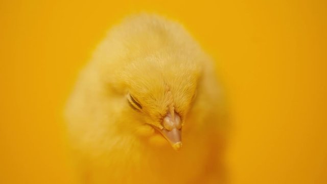 close up of small chicken isolated on yellow