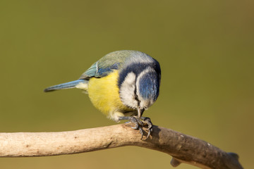 Blue tit (Cyanistes caeruleus) or Eurasian blue tit, small passerine bird in the tit family...