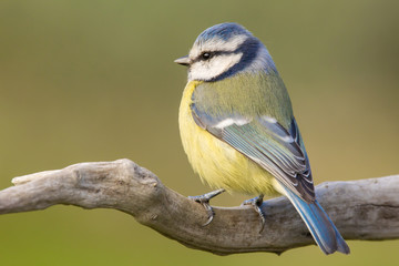 Obraz premium Blue tit (Cyanistes caeruleus) or Eurasian blue tit, small passerine bird in the tit family Paridae. Blue, yellow and white plumage small sized common garden bird.