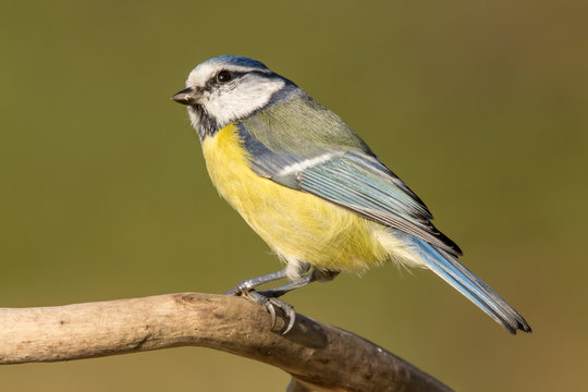 Blue tit (Cyanistes caeruleus) or Eurasian blue tit, small passerine bird in the tit family Paridae. Blue, yellow and white plumage small sized common garden bird.