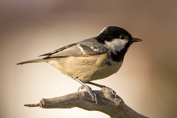Coal tit (Periparus ater) or cole tit, black-crested tit, very small bird in family Paridae. Tiny bird with white nape spot on its black head, white striped tit