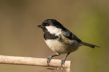 Obraz premium Coal tit (Periparus ater) or cole tit, black-crested tit, very small bird in family Paridae. Tiny bird with white nape spot on its black head, white striped tit
