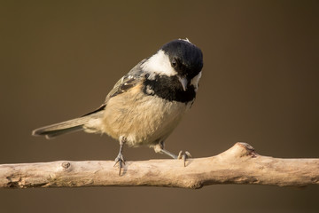 Obraz premium Coal tit (Periparus ater) or cole tit, black-crested tit, very small bird in family Paridae. Tiny bird with white nape spot on its black head, white striped tit