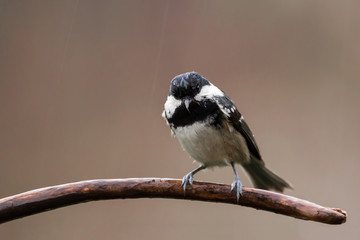 Fototapeta premium Coal tit (Periparus ater) or cole tit, black-crested tit, very small bird in family Paridae. Tiny bird with white nape spot on its black head, white striped tit