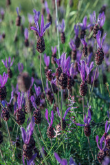 Wild lavender in a field, summer