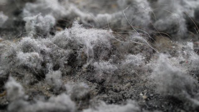domestic dirt is home for dust mites, closeup view of heaps from vacuum cleaner after house cleaning