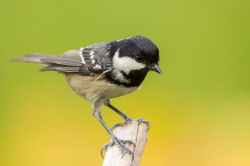 Coal tit (Periparus ater) or cole tit, black-crested tit, very small bird in family Paridae. Tiny bird with white nape spot on its black head, white striped tit