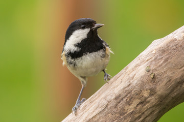 Obraz premium Coal tit (Periparus ater) or cole tit, black-crested tit, very small bird in family Paridae. Tiny bird with white nape spot on its black head, white striped tit