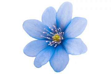 Foto auf Alu-Dibond blaue Blume isoliert © ksena32