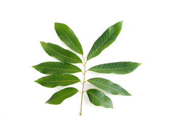 Longan fruit leaves set on white background