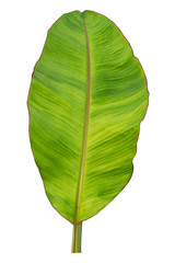 Banana leaf isolated on white background.with clipping path.