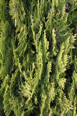 Japanese vertical cypress fruits close up