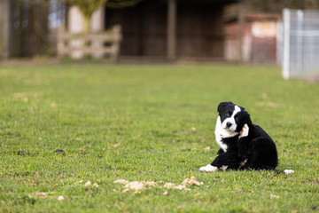 Kleiner Welpe spielt in der Wiese