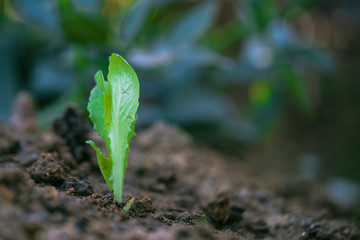 lettuce sprouting on cultivated land. organic farming concept