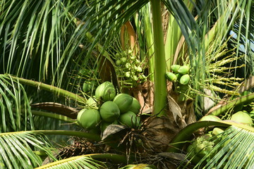 A view close to the coconut tree and green coconut
