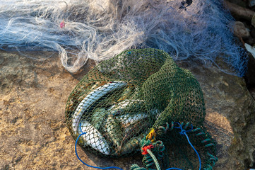 Fishes in Nets Sack,  Thailand Fishery