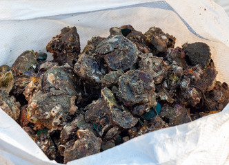 Fresh Oysters in the Sack