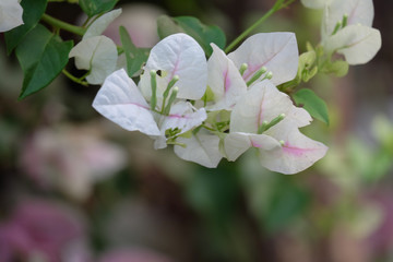 Obraz premium Close up view of bougainvillea flower.