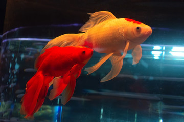 Goldfish red and white with long fins in the aquarium.