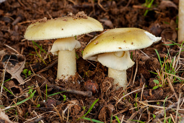 Amanita phalloides, poisonous mushroom cloth.