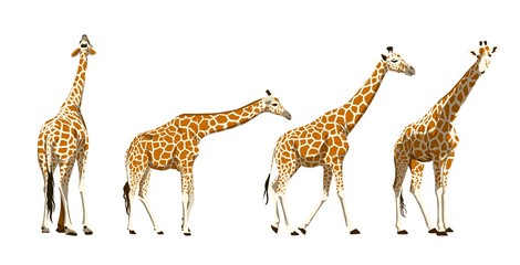 African giraffe. set of color illustrations on a white