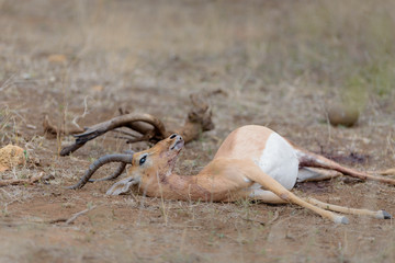 Dead animal, impala carcass dead impala