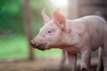 Newborn a fat piglet lying in the farm