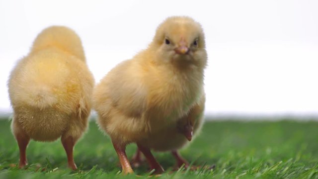rack focus of chickens on grass isolated on white