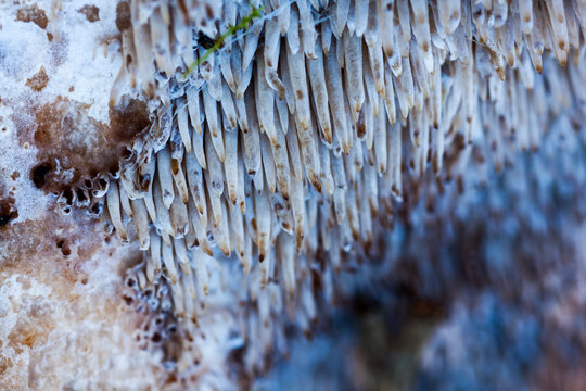 Sarcodon imbricatus, known as squamous hedgehog or flaky tooth. Close-up of the bottom of a fungus.