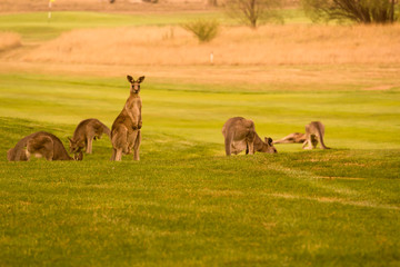 Naklejka na ściany i meble Group of kangaroos, Australia