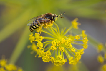 close-up of yellow flower with stamen with a yellow and black wasp on it. Macro photography of...