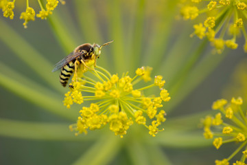 close-up of yellow flower with stamen with a yellow and black wasp on it. Macro photography of insect and flower.