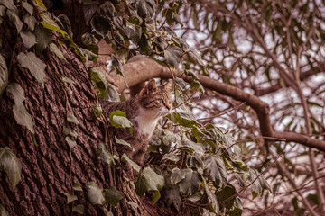 Cat waiting for its prey above the tree