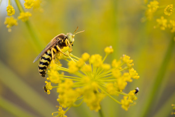 close-up of yellow flower with stamen with a yellow and black wasp on it. Macro photography of insect and flower.