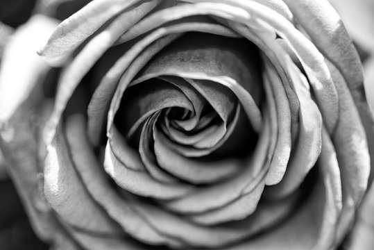 beautiful open and natural rose flower in black and white