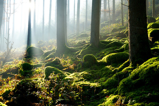 licht im wald