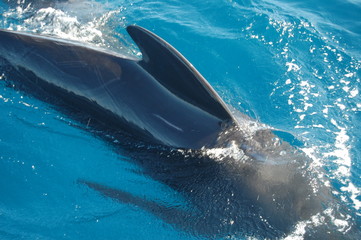 Delfin © Sonia