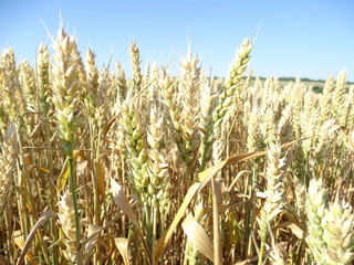 field of wheat